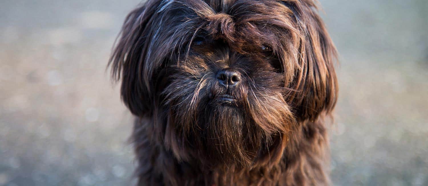 dierenfotograaf gemeente landerd dierenfotograaf gemeente landerd