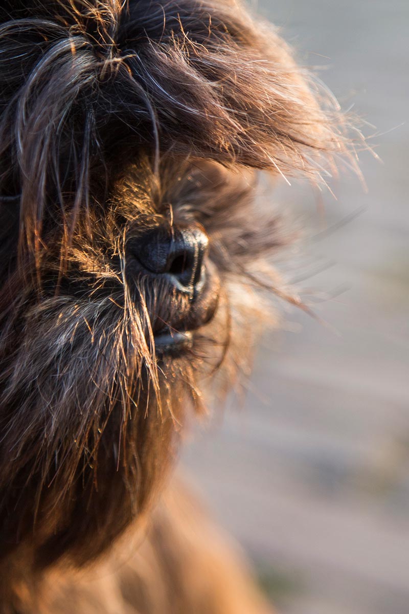 dierenfotograaf gemeentelanderd dierenfotograaf gemeentelanderd