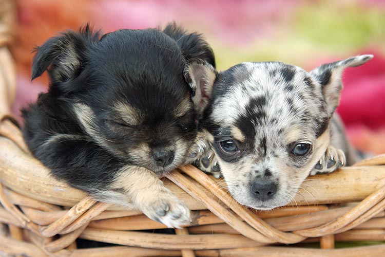 dierenfotograaf in studio dierenfotograaf in studio