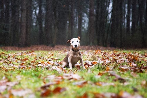 fotograaf eindhoven dierenfotografie
