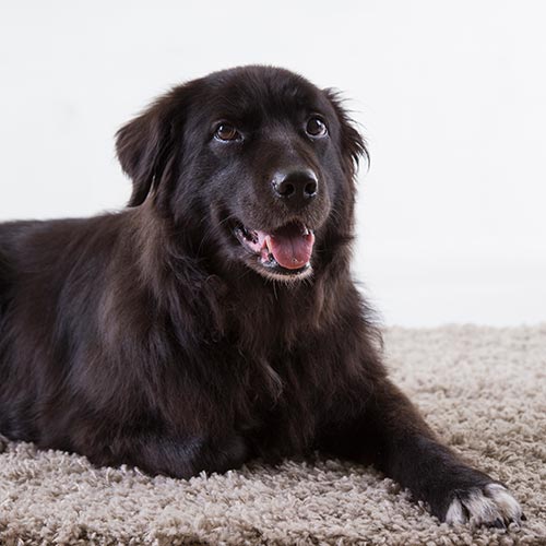 hond in studio brabant hond in studio brabant