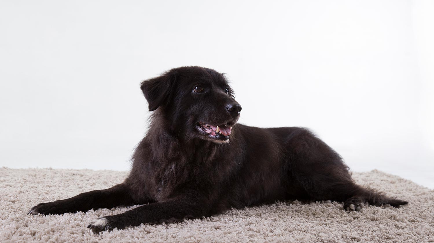 hond meenemen fotoshoot hond meenemen fotoshoot