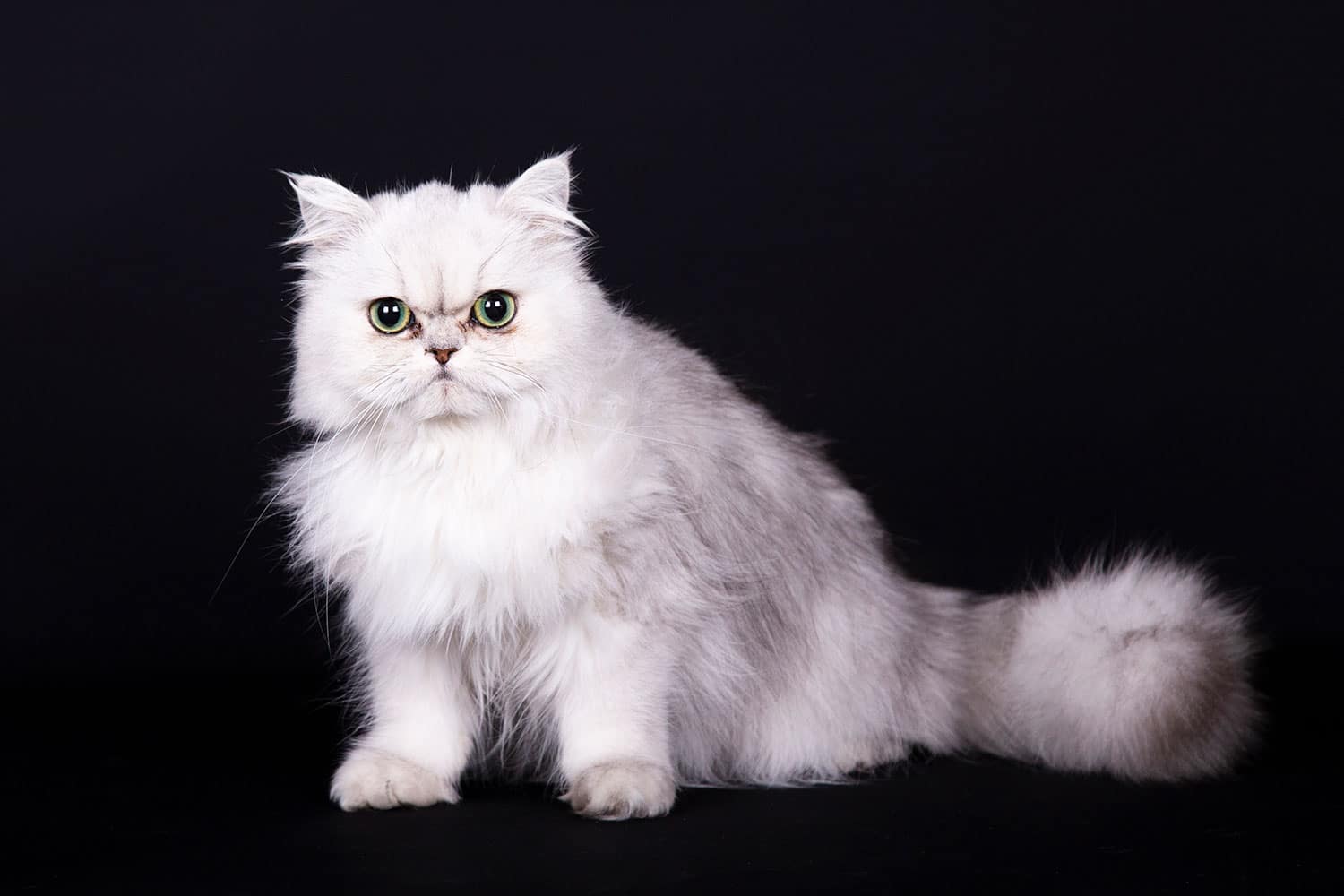 Foto kat zittend Zeeland Foto kat zittend Zeeland