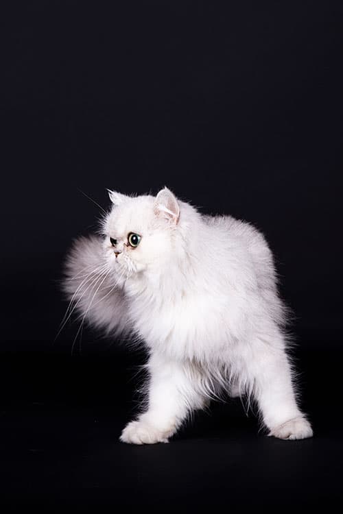 Kat Foto Studio Kat Foto Studio