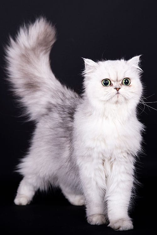 Kat fotoshoot Kat fotoshoot