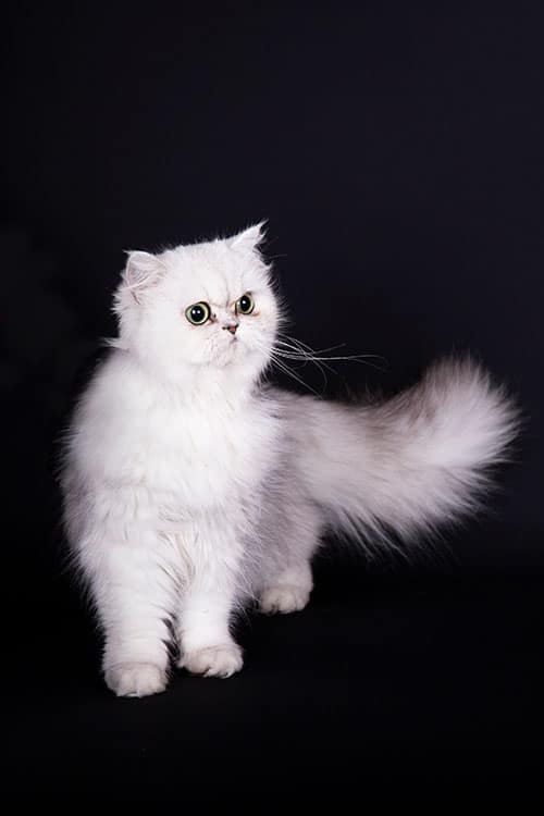 Kattenfotograaf Zeeland Kattenfotograaf Zeeland