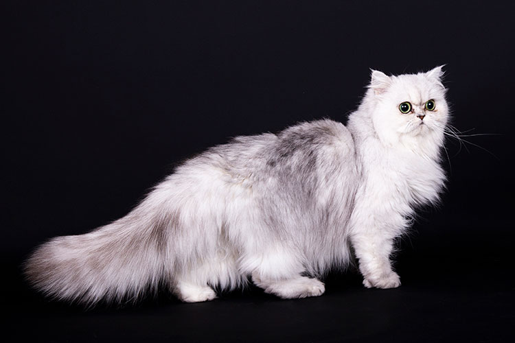 Kattenshoot Landerd Kattenshoot Landerd