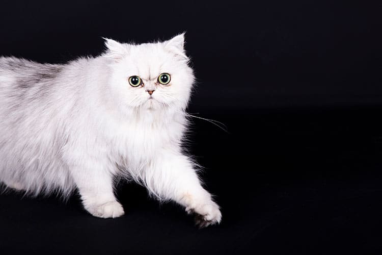 Poes fotografie Poes fotografie