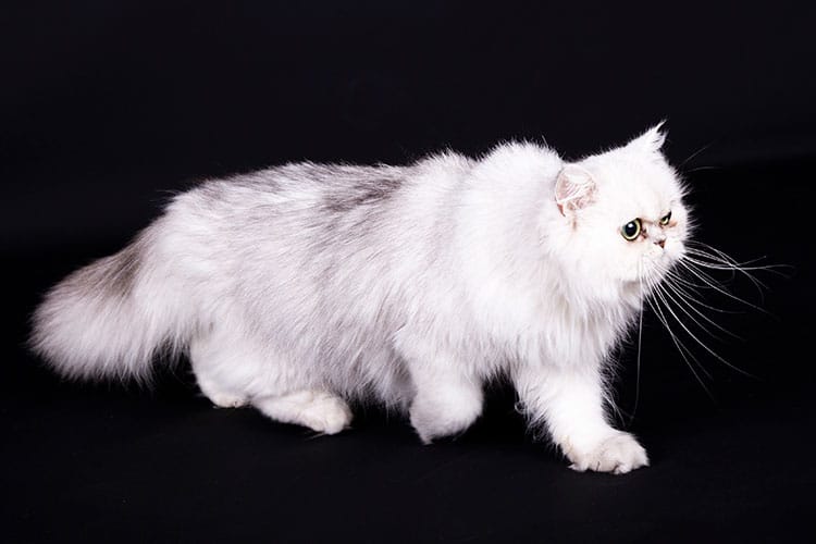 Poes fotoreportage Landerd Poes fotoreportage Landerd