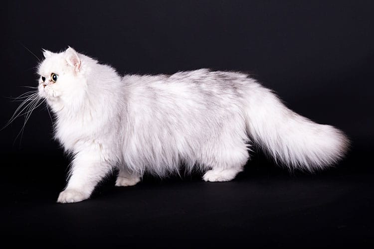 Poes fotoshoot Zeeland Poes fotoshoot Zeeland