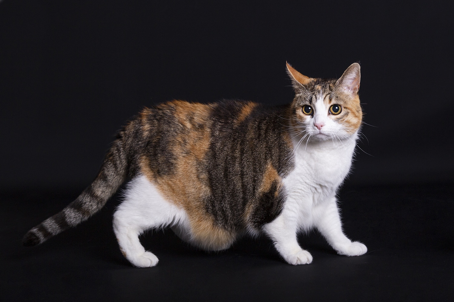 bruine kat studioshoot