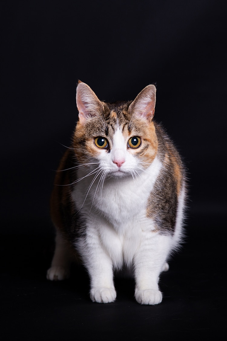 kattenfotoshoot studio