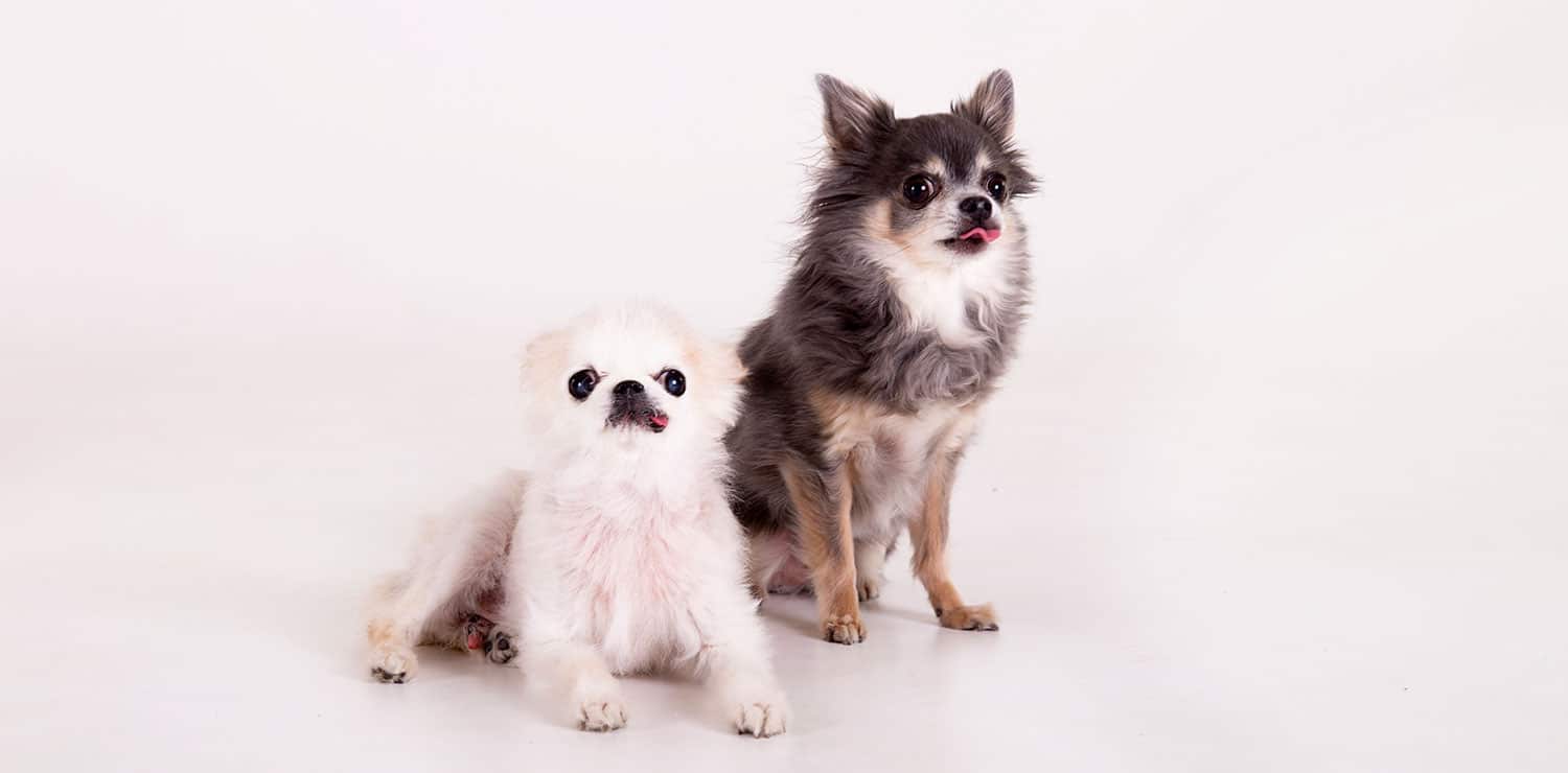 zwarte hond witte hond chihuahuas zwarte hond witte hond chihuahuas