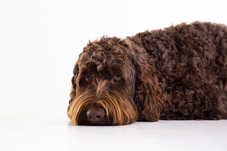 hondenfoto in studio