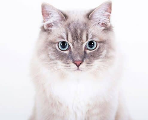 Professionele kattenfotoshoot in de studio