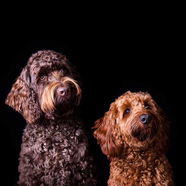 fotoshoot met 2 honden