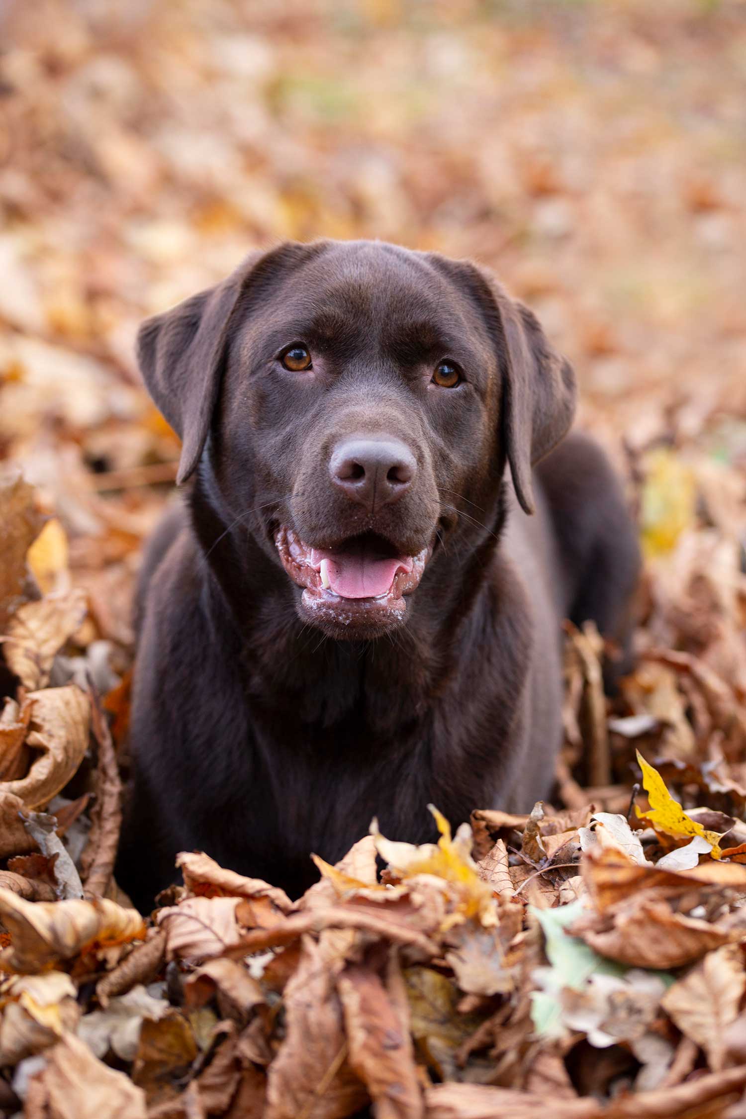 hondenfotograaf zeeland buiten in natuur