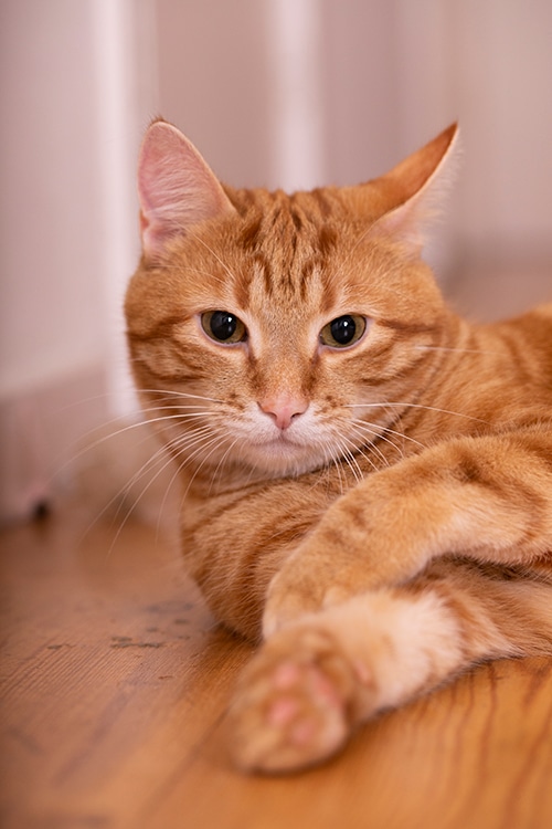 kattenfotografie professioneel